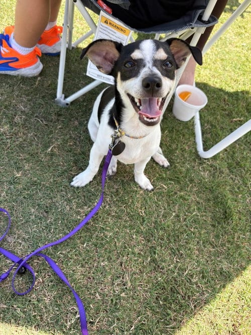 Photo of Hopper, adoptable Terrier in Royal Palm Beach, Florida