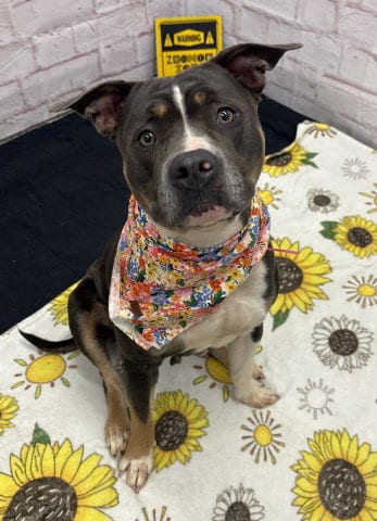 Photo of Adi, adoptable Pit Bull Terrier in Detroit, Michigan