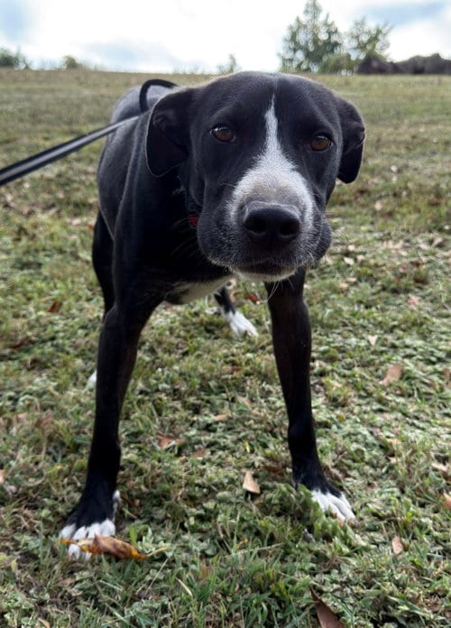 Photo of Colton, adoptable Labrador Retriever in Attalka, Alabama
