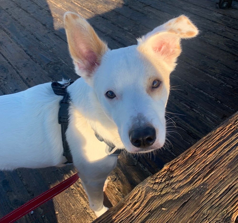 Photo of Jasper, adoptable Cattle Dog in Dana Point, California