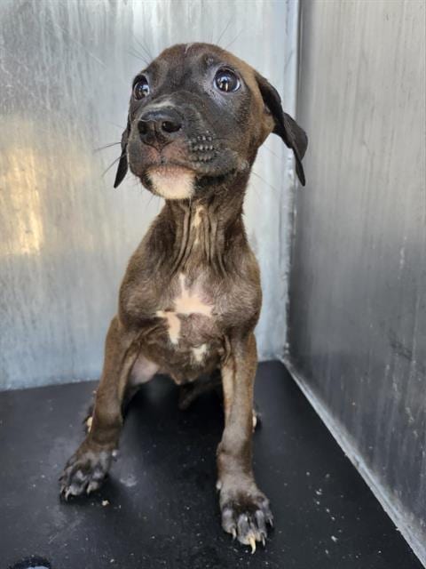 Photo of Elinore, adoptable Labrador Retriever in San Antonio, Texas