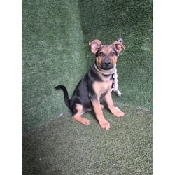 Photo of Orin, adoptable German Shepherd Dog in Lancaster, California