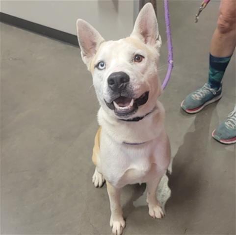 Photo of Scotty, adoptable Siberian Husky in Waco, Texas