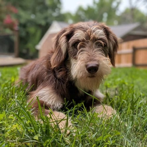 Photo of Breeze, adoptable Poodle (Standard) in Fairfax, Virginia