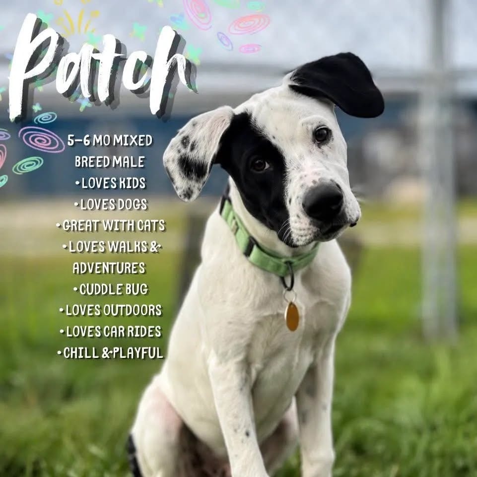 Photo of Patch, adoptable Mixed Breed (Medium) in St. Charles, Missouri