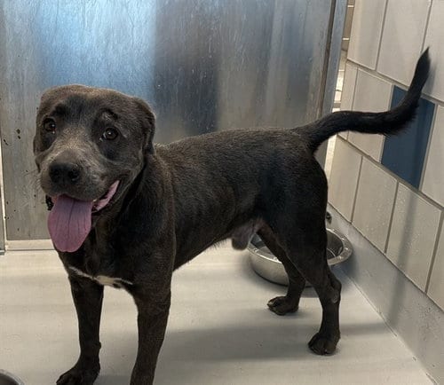 Photo of Tank, adoptable American Staffordshire Terrier in Grand Prairie, Texas