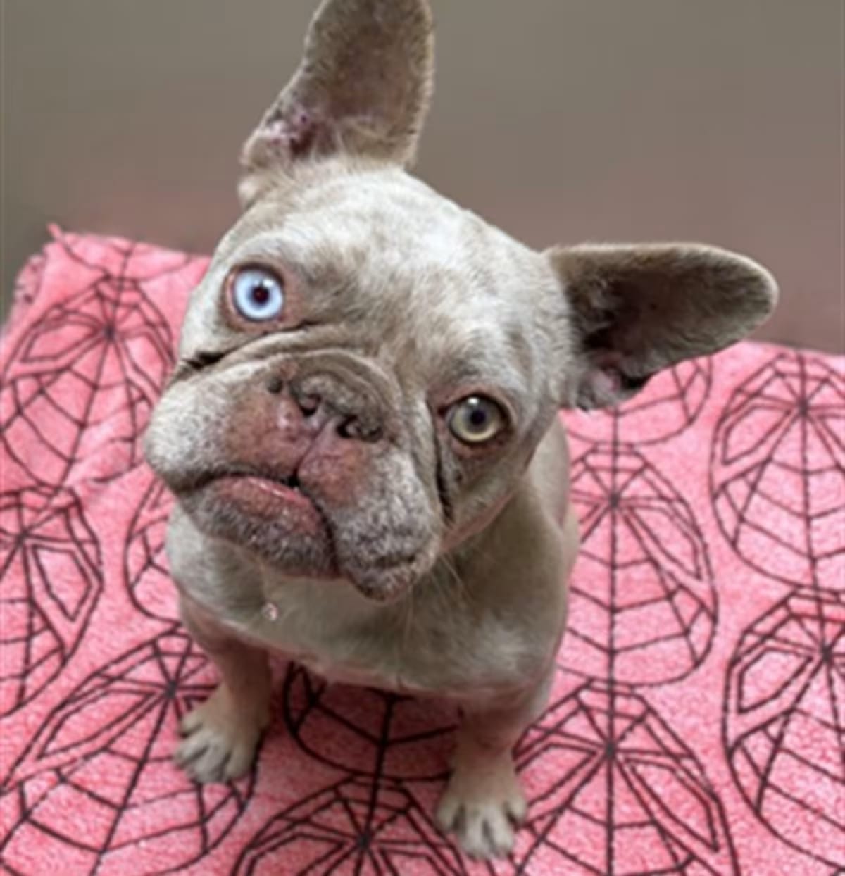 Photo of Chencho, adoptable French Bulldog in Santa Maria, California