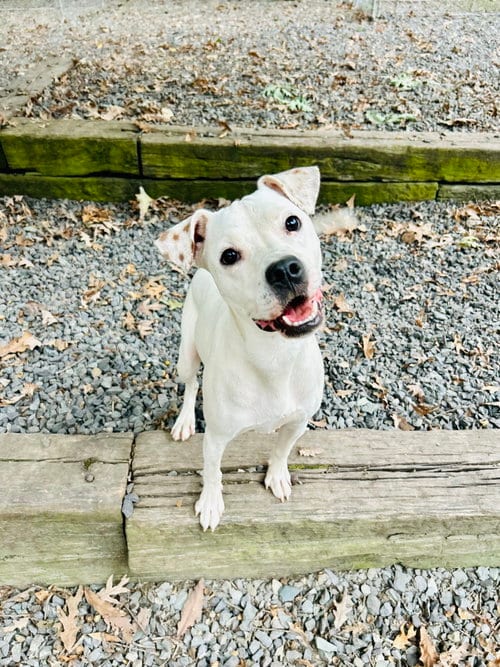 Photo of Stanley Steamer, adoptable Terrier in Sanford, North Carolina