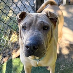 Photo of Sharpie, adoptable Shar Pei in Lakeland, Florida
