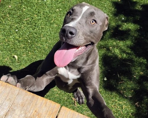 Photo of Jazzie, adoptable Pit Bull Terrier in Antioch, California