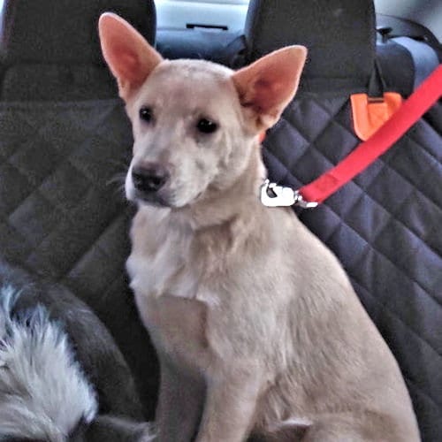 Photo of Elsa, adoptable Carolina Dog in Rutherfordton, North Carolina