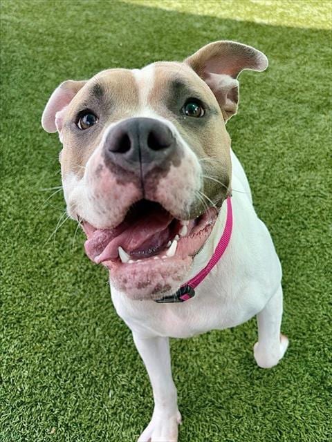 Photo of Erin, adoptable Pit Bull Terrier in Statesville, North Carolina