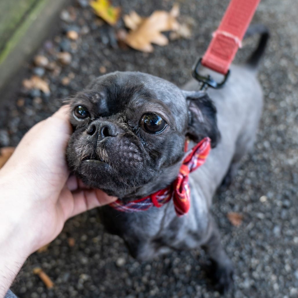Photo of Nico, adoptable Shih Tzu in Baltimore, Maryland