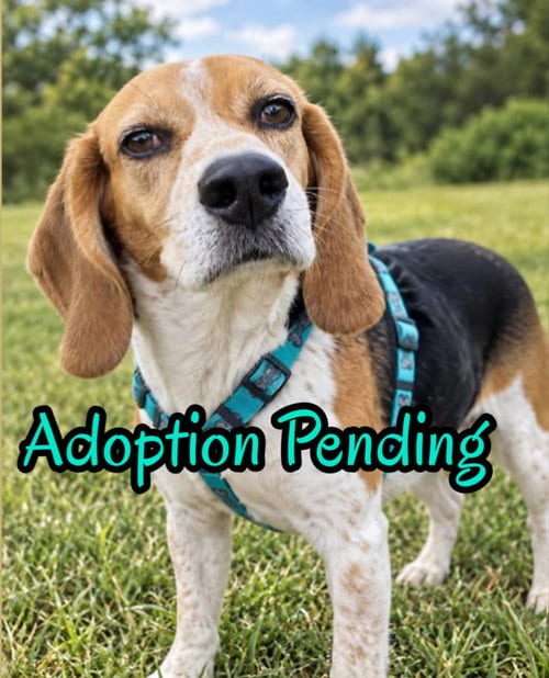 Photo of Gracie VI, adoptable Beagle in Dunnellon, Florida