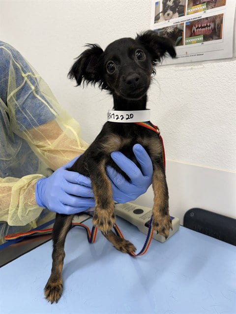 Photo of Blitz, adoptable Chihuahua in Mesa, Arizona