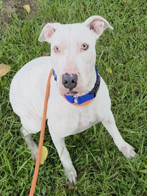 Photo of Toni, adoptable American Staffordshire Terrier in Fort Lauderdale, Florida