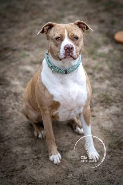 Photo of Nova Noodle, adoptable Catahoula Leopard Dog in Brewster, New York
