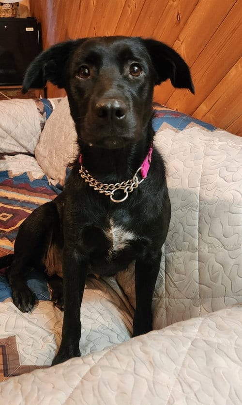 Photo of Carmen, adoptable Labrador Retriever in Battle Ground, Washington