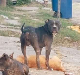 Photo of A827136, adoptable American Staffordshire Terrier in San Antonio, Texas