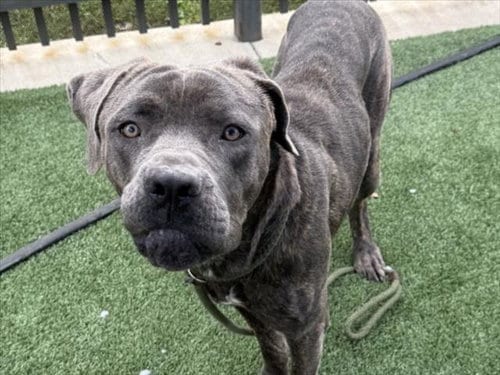 Photo of Buster, adoptable Cane Corso Mastiff in Los Angeles, California