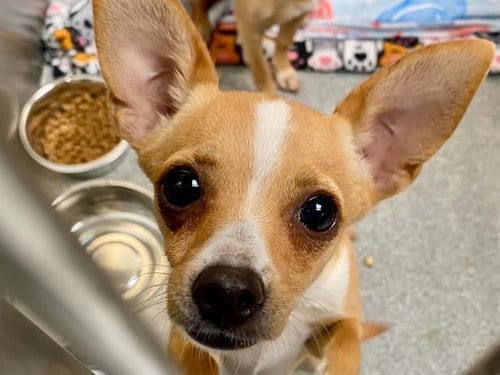 Photo of Fox, adoptable Chihuahua in Orange, California