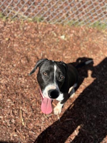Photo of Roy, adoptable Hound in Panama City, Florida