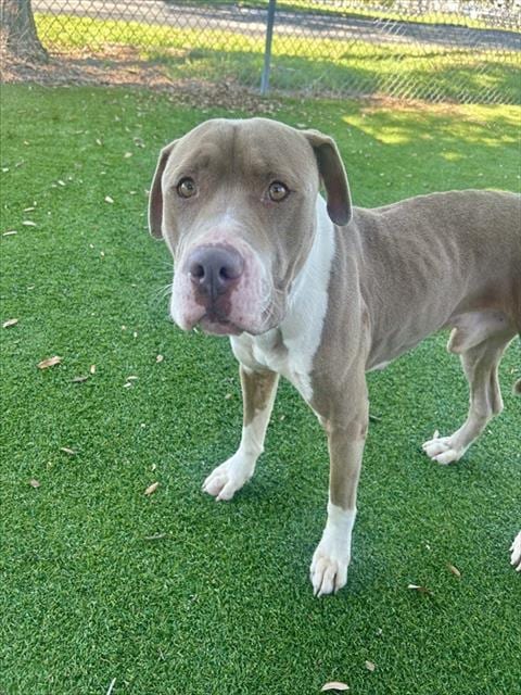 Photo of Petey, adoptable American Bulldog in Fort Myers, Florida
