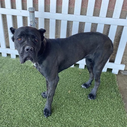 Photo of A615289, adoptable Cane Corso Mastiff in Modesto, California