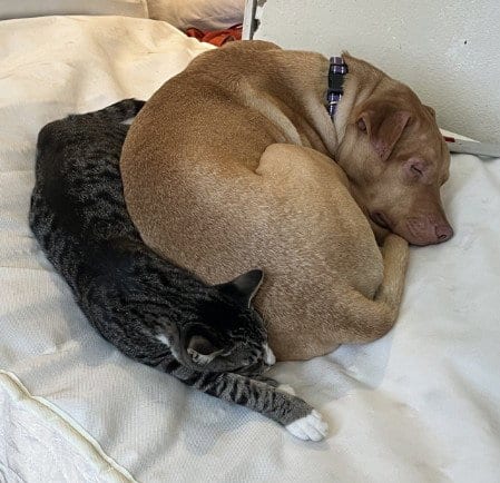 Photo of Marley, adoptable American Staffordshire Terrier in Placerville, California