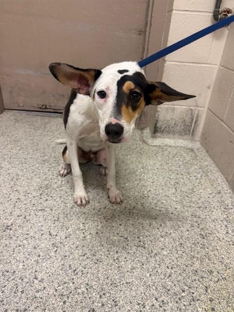 Photo of Peony, adoptable Australian Cattle Dog/Blue Heeler in Conroe, Texas