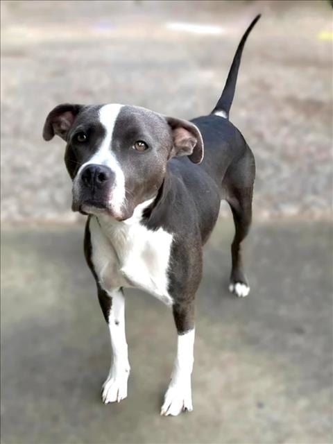 Photo of Crystal Michele, adoptable Staffordshire Bull Terrier in Houston, Texas