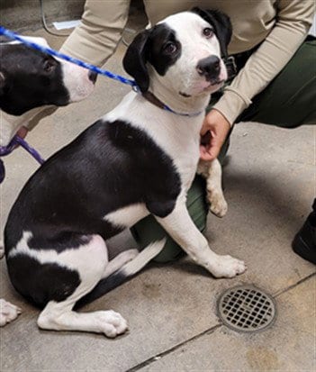 Photo of Gouda, adoptable American Pit Bull Terrier in Van Nuys, California