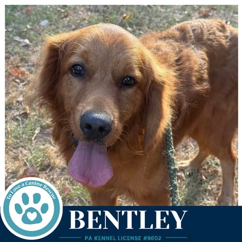 Photo of Bentley 101726, adoptable Golden Retriever in Kimberton, Pennsylvania