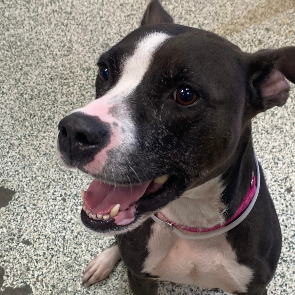Photo of Dolly, adoptable Terrier, American Pit Bull in Houston, Texas
