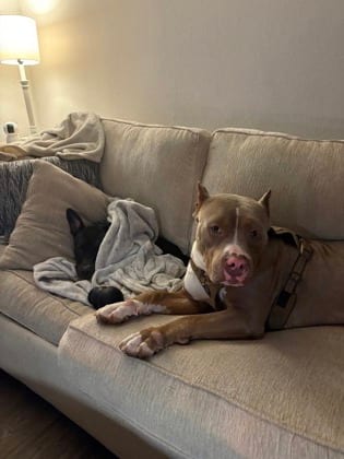 Photo of Koa, adoptable dog in Chamblee, Georgia
