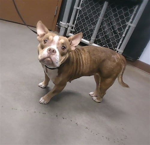 Photo of Piglet, adoptable French Bulldog in Phoenix, Arizona