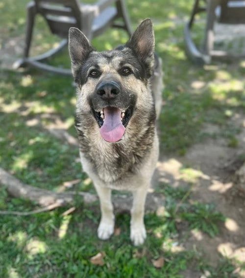 Photo of Biscuit, adoptable German Shepherd Dog in Riverside, California