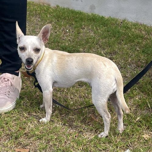 Photo of Baby Girl, adoptable Chihuahua in San Antonio, Texas