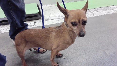 Photo of Gypsy, adoptable Chihuahua in Houston, Texas