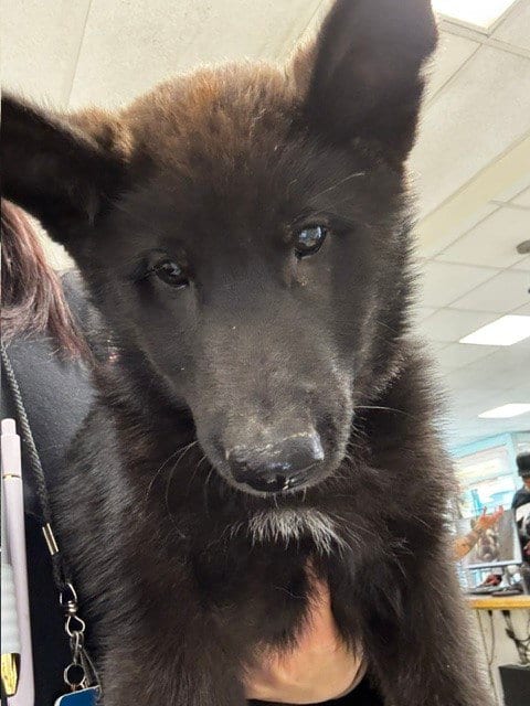 Photo of Otto, adoptable German Shepherd Dog in Van Nuys, California