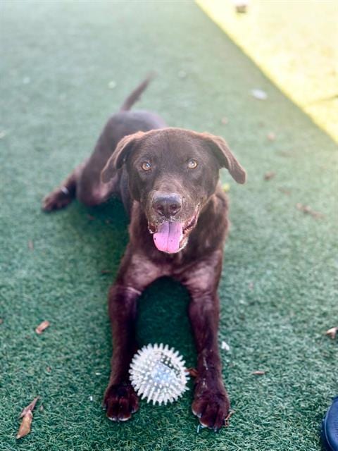 Photo of Otto, adoptable Labrador Retriever in Chula Vista, California