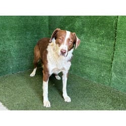 Photo of Terri, adoptable Border Collie in Lancaster, California