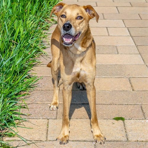 Photo of Pupperton, adoptable Labrador Retriever in St Louis, Missouri