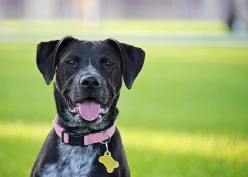 Photo of Dolly Lu, adoptable Boxer in Sandy, Utah