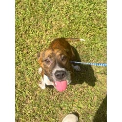 Photo of Spike, adoptable Mixed Breed (Medium) in Baton Rouge, Louisiana