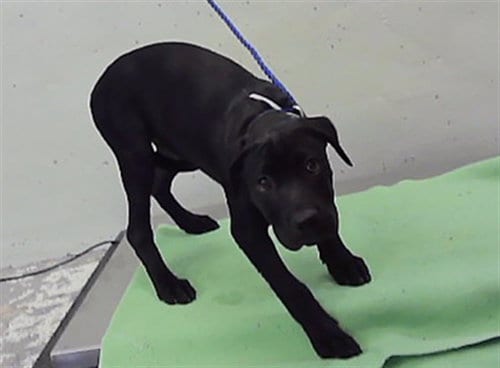 Photo of Benita, adoptable Labrador Retriever in Houston, Texas
