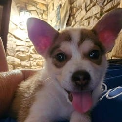 Photo of Fizz JB, adoptable Husky Mixed Breed (Medium) in Hartford, Connecticut