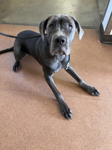 Photo of Olive, adoptable Great Dane in Chatsworth, California
