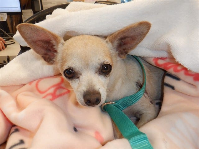 Photo of Squash, adoptable Chihuahua - Smooth Coated in San José, California