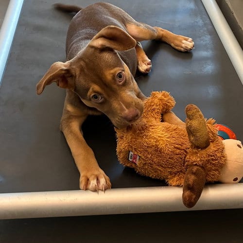 Photo of Melody, adoptable Unknown breed in Rancho Santa Fe, California